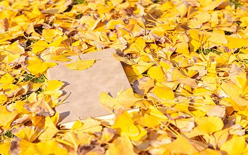 上海成人高考專升本考什么？